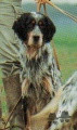 Setter Anglais NORD DI VAL DI CHIANA Setter Anglais NORD DI VAL DI CHIANA